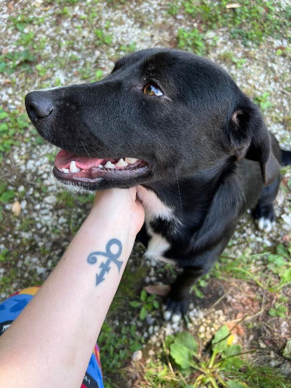 🐾 BRUNO – UN CUCCIOLO CHE MERITA UNA SECONDA OCCASIONE 🐾 Foto 2
